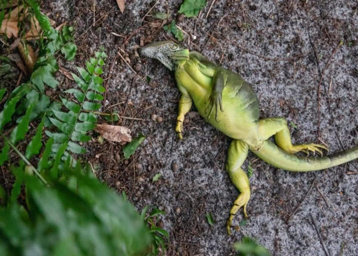    Во Флориде мороз достиг точки «игуанопада» / © Palm Beach Post