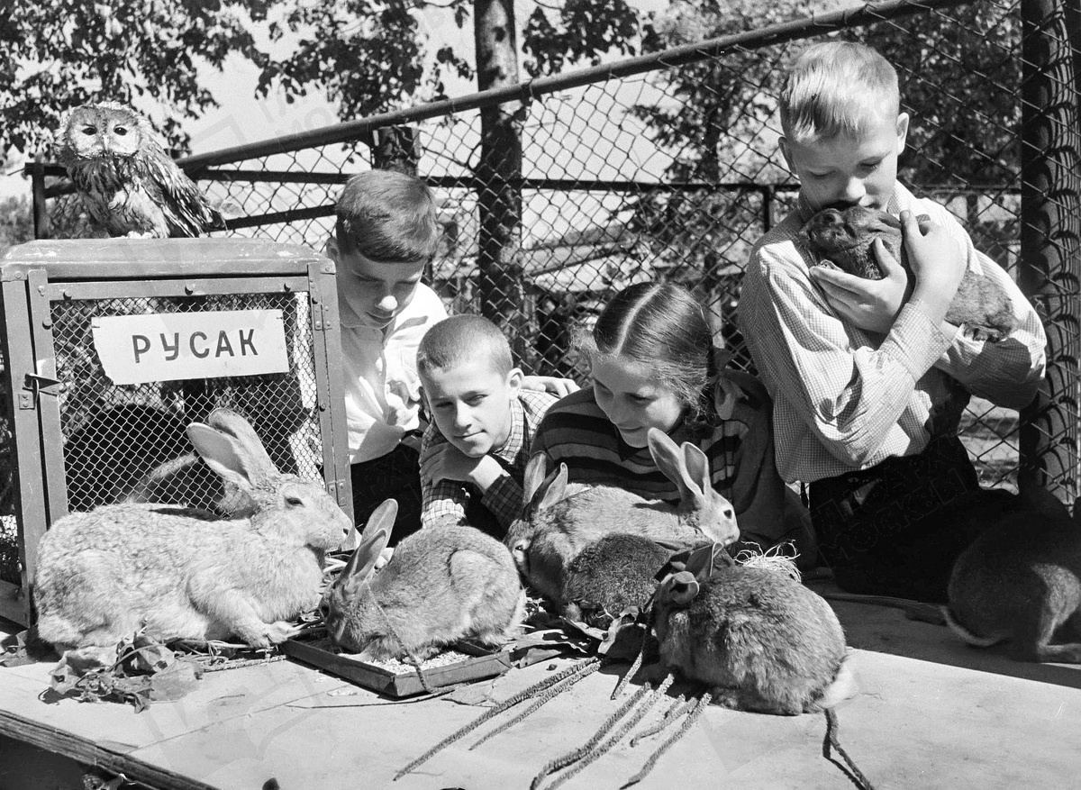 В первые годы после войны основные силы ветеринарных служб были брошены на сельхозживотных. Фото: Главархив Москвы / Н. Максимов
