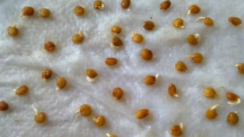 Проверил 7 методов замачивания семян за февраль. Быстрые всходы за 3-5 дней