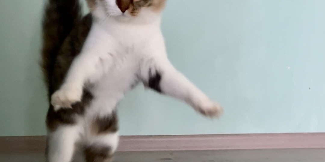 Его величество кот: 5 забавных и милых вещей, которые свойственны только котам