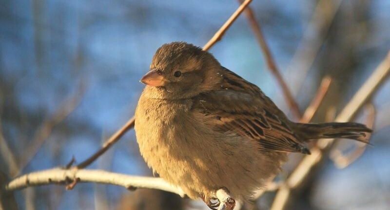    медиасток.рф