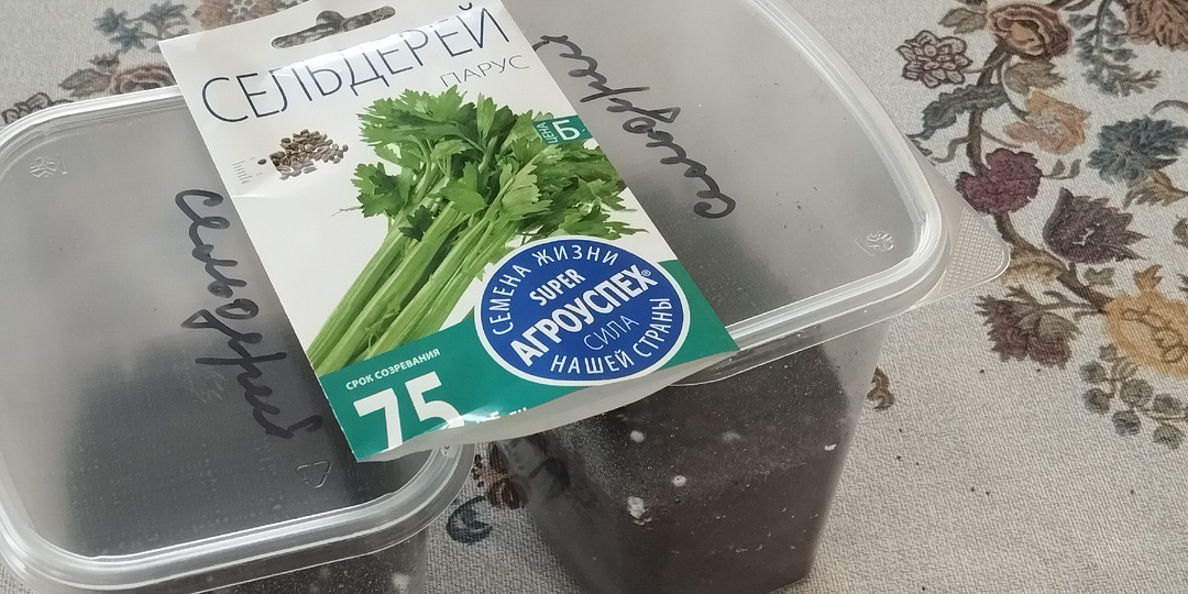 Когда сажать сельдерей на рассаду в 2026.