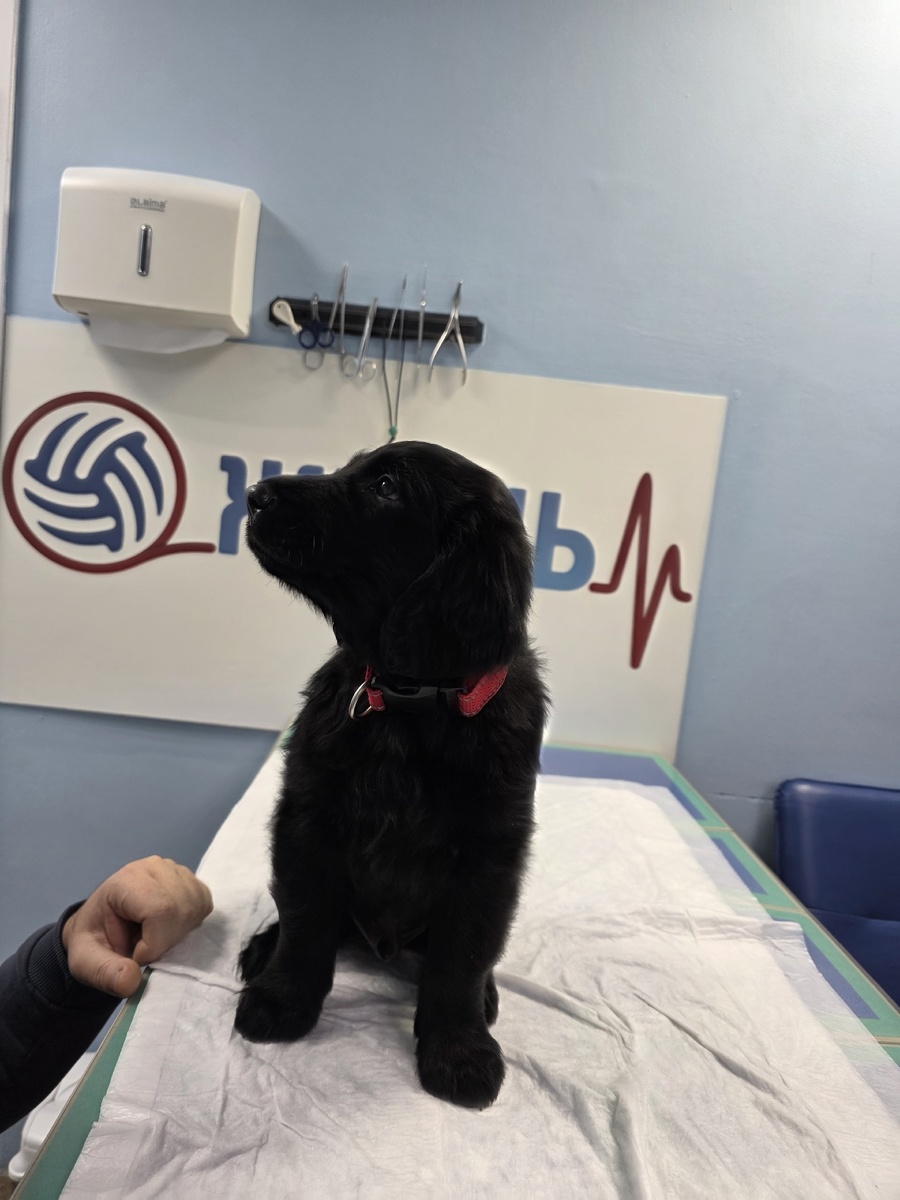 Щенок породы прямошерстный ретривер (флет)