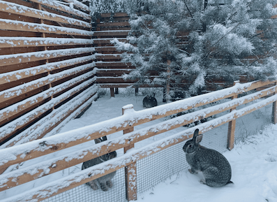 Безопасная территория с кроликами для семейного отдыха в Aframe Happy