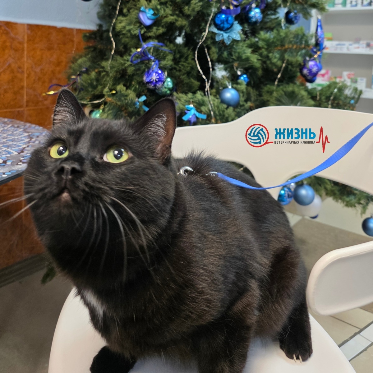 Чекап животных в Калуге 