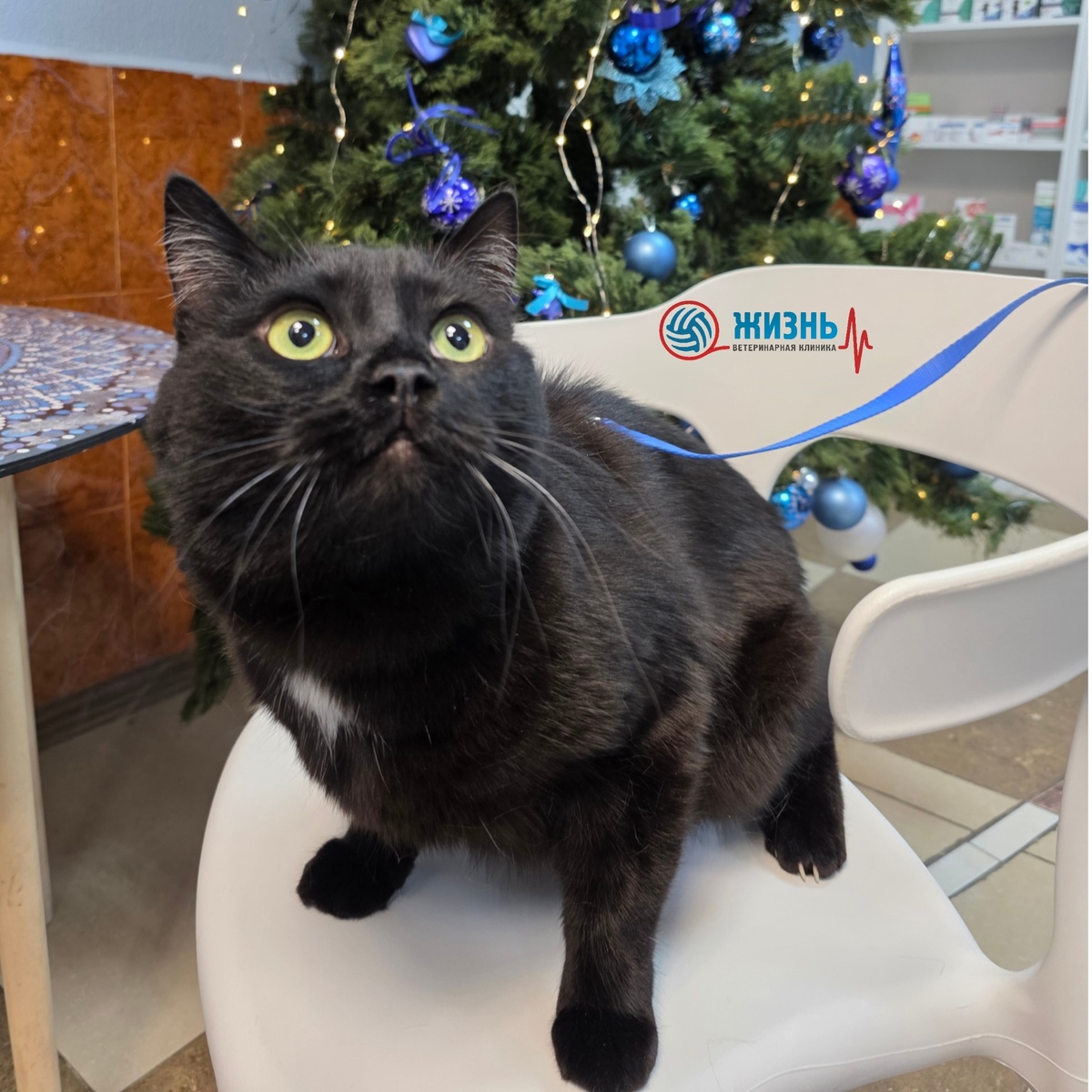 профосмотр кошки в Калуге 