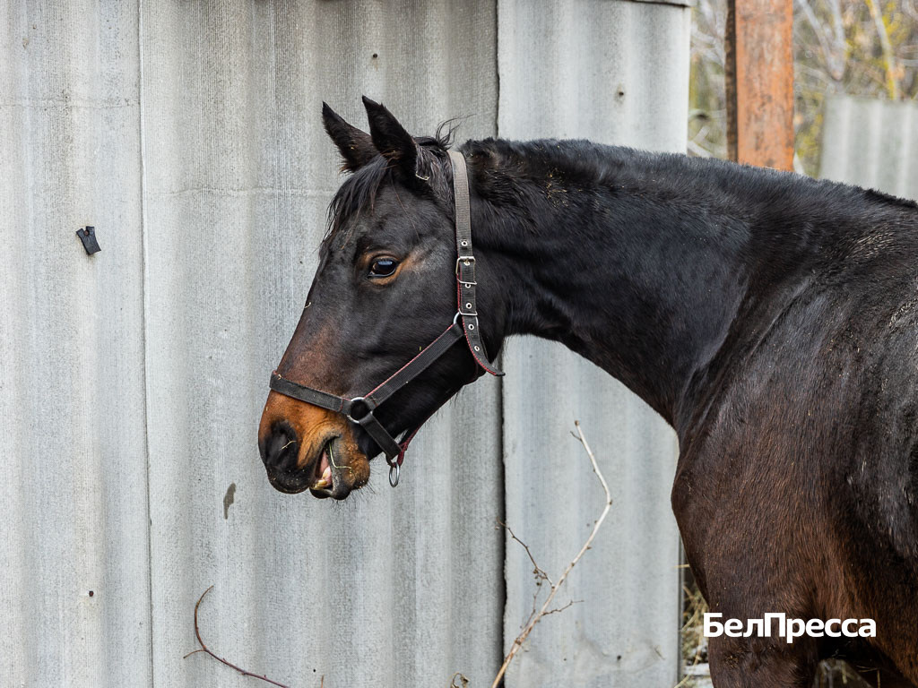     Фото: Алексей Дацковский