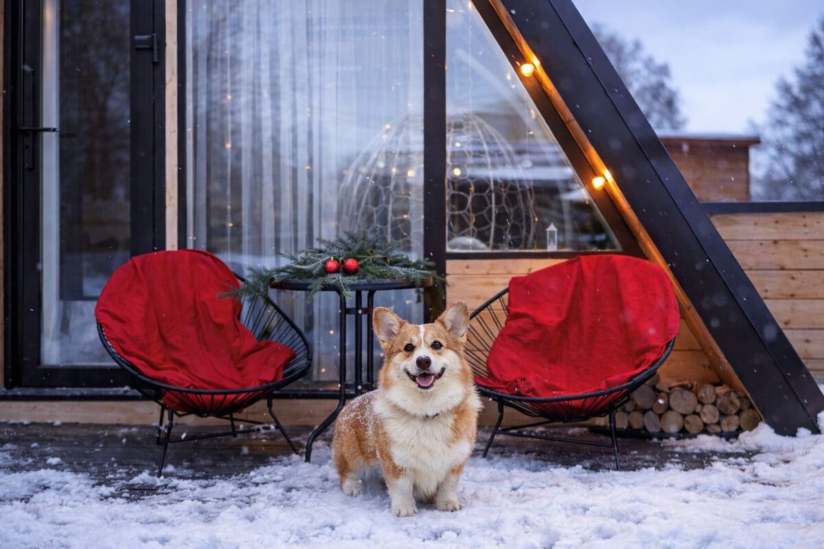 Отдых с собакой за городом в домиках Aframe Happy