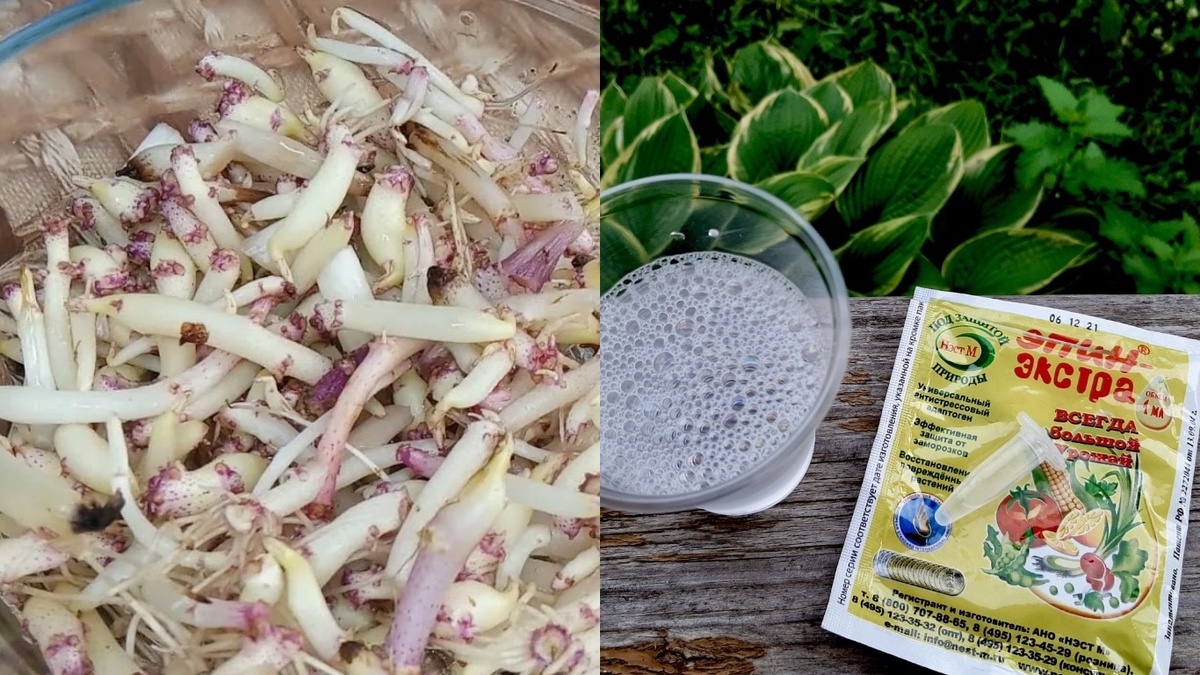 Дорогой Эпин против бесплатного стимулятора из картофельных ростков