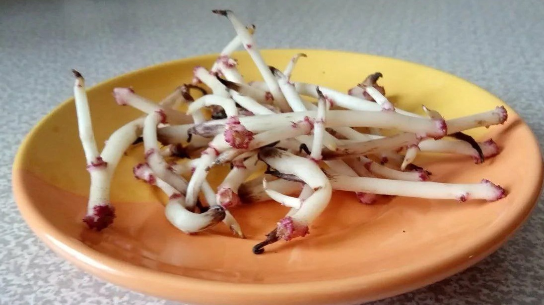 Правильные ростки - белые, крепкие, без признаков болезней