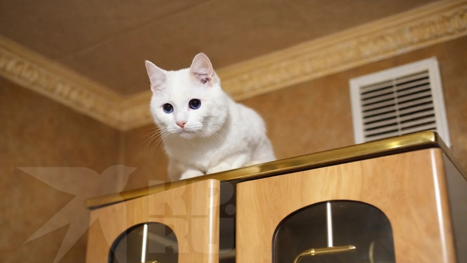 «Сама неживая, а вокруг кричат спасенные ею кошки»: молодая женщина найдена мертвой в запертой изнутри квартире в Красноярске