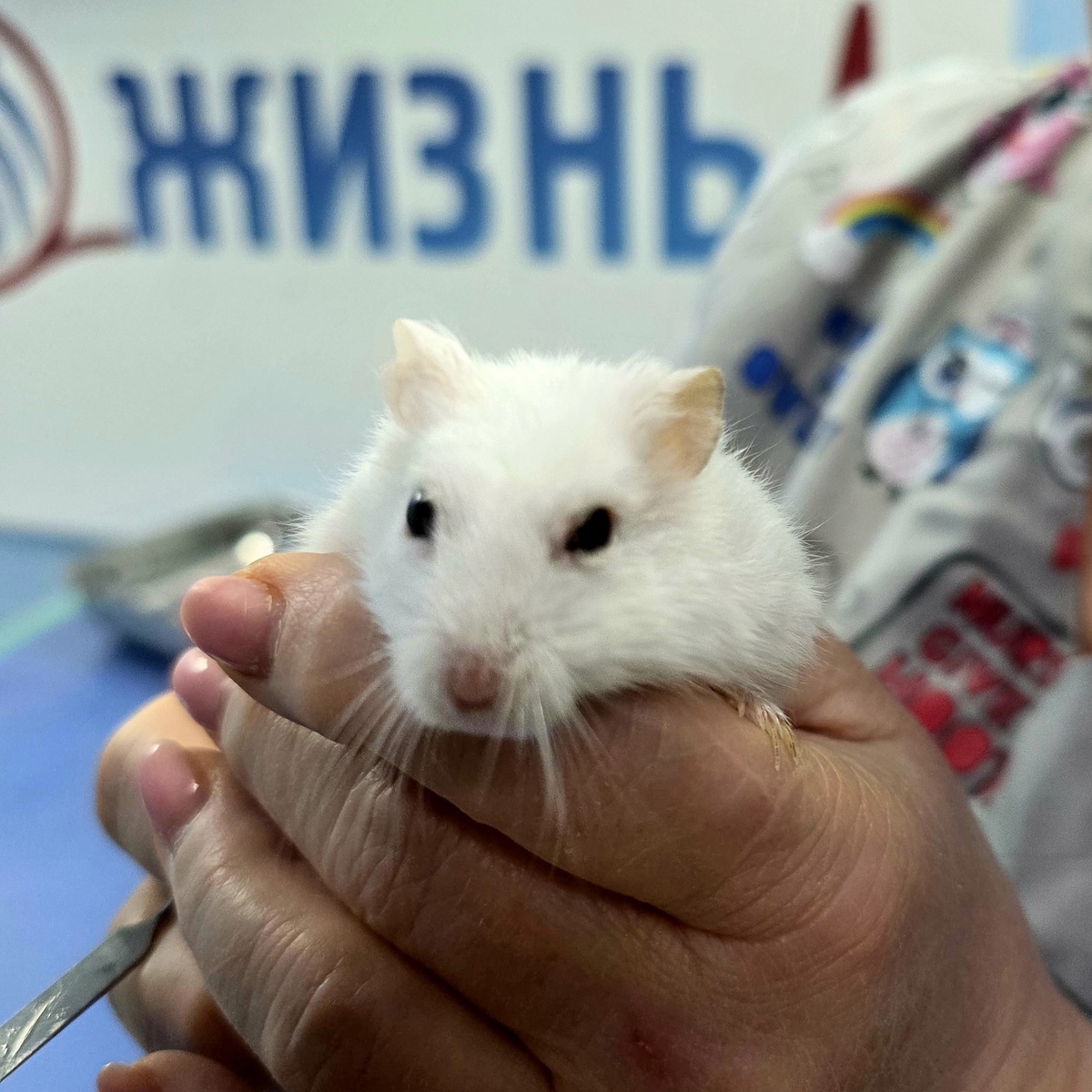 Подрезание зубов хомяку в Калуге.