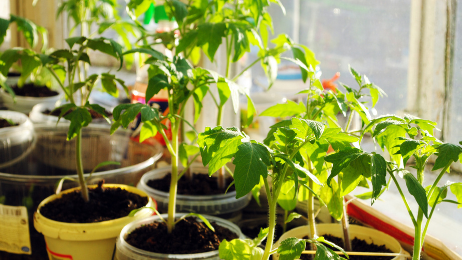 Выращивание рассады в отдельной емкости