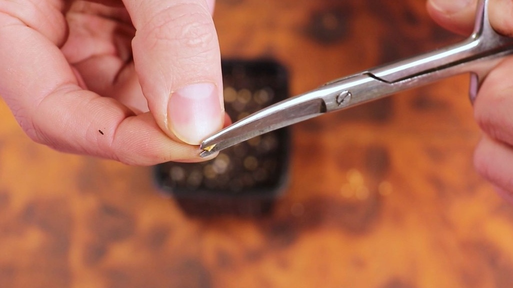 Каждому размеру семени свой инструмент для безопасного надрезания