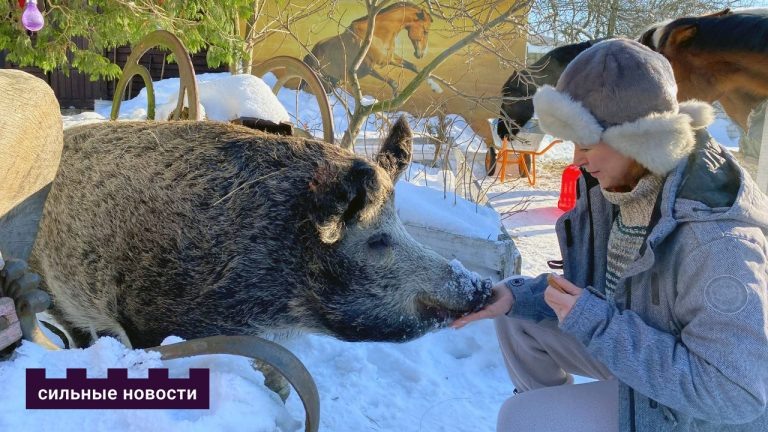 «Вдохновлять мне себя не надо». Мозырянка содержит частную конюшню и заботится о лошадях, собаках, кошках и ручной свинке