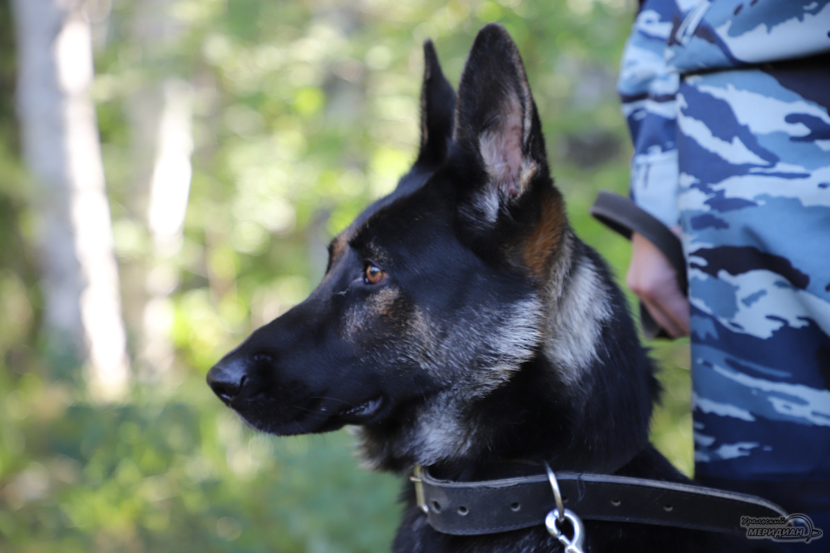    Фото: Анастасия Сибирякова © ИА «Уральский меридиан»