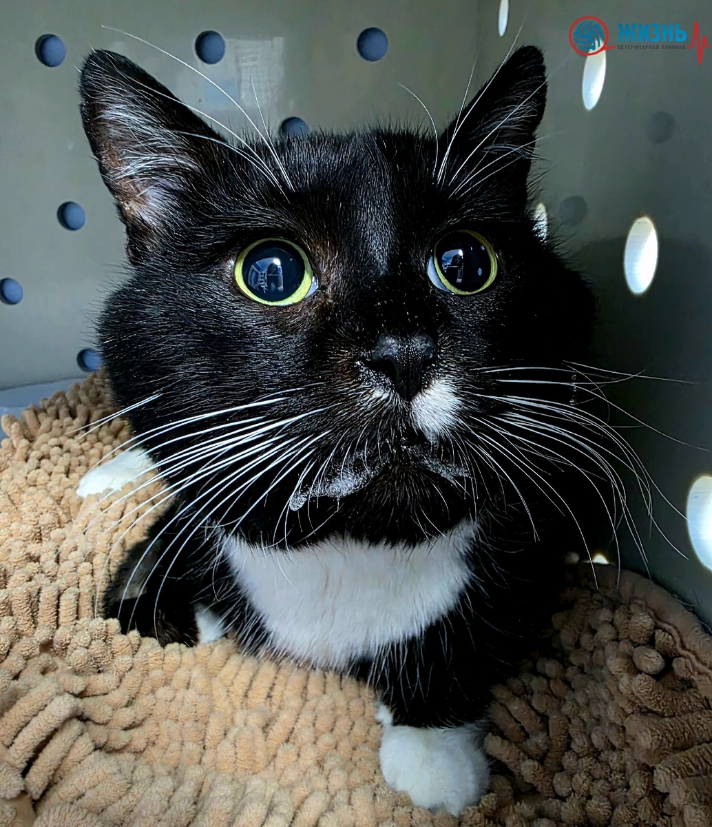 Кот Малыш на стационаре в ветеринарной клинике в Калуге Жизнь после санации ротовой полости.