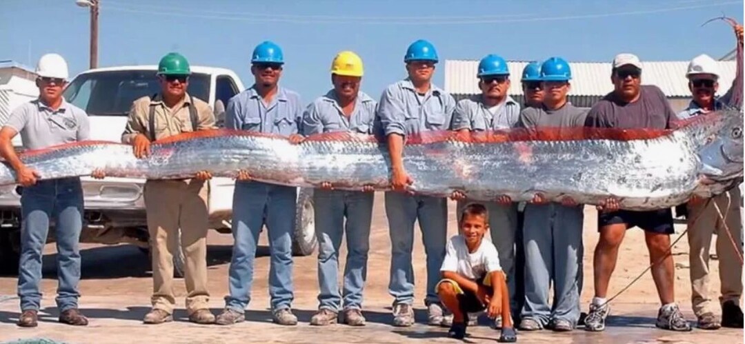 Сельдяной король: почему самая длинная рыба в мире пугает рыбаков Азии