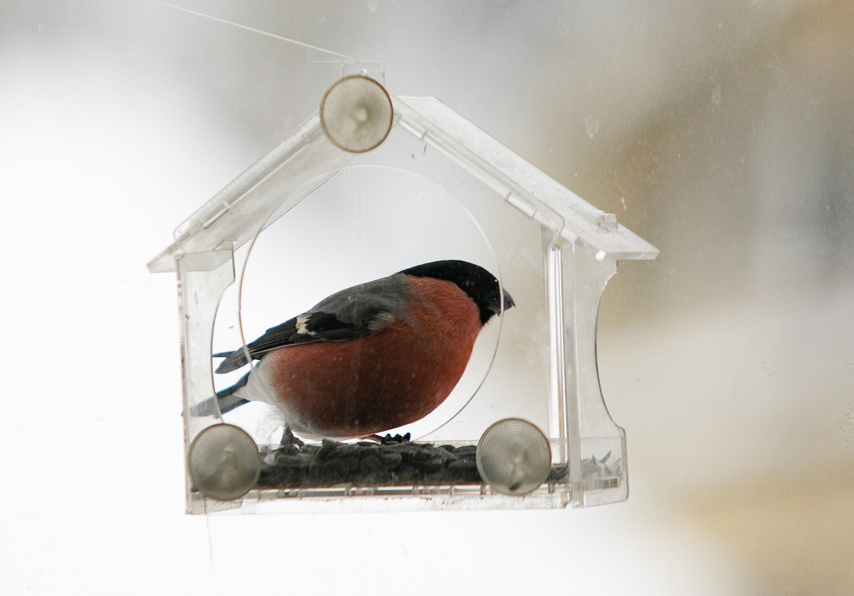    фото: © Людмила Корвякова
