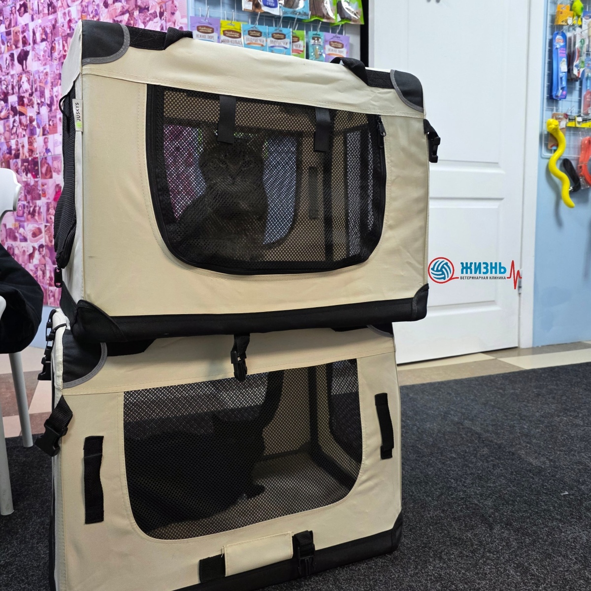 Анализ на титры антител к бешенсту животным в Калуге.