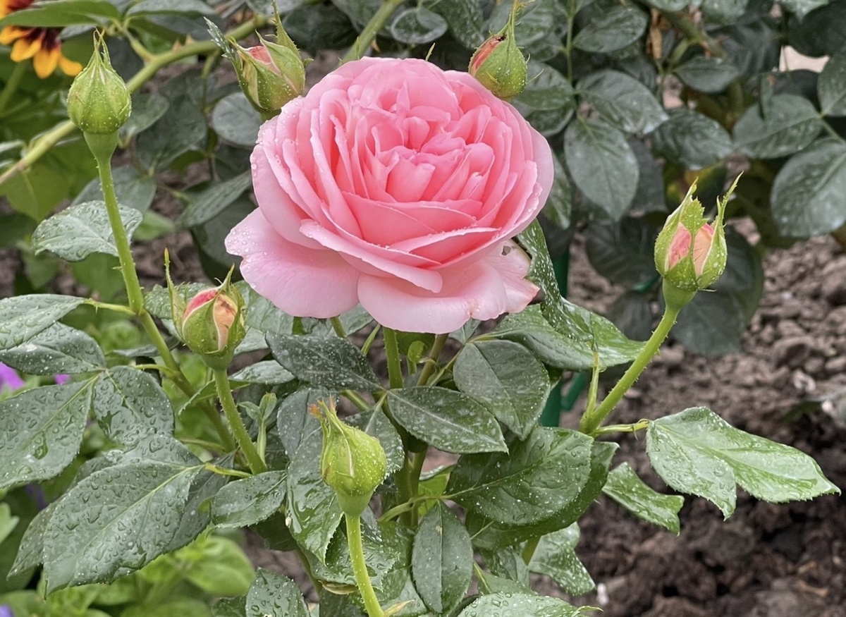 Само совершенство