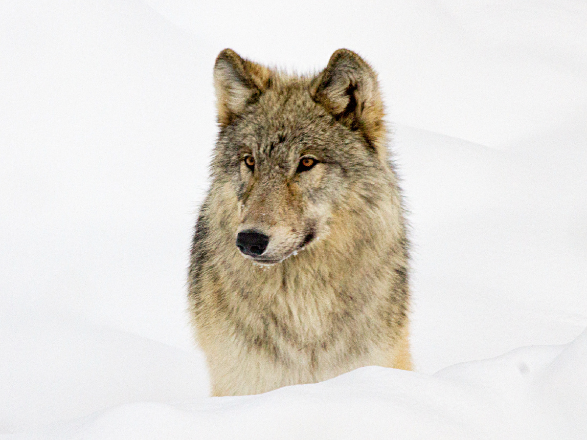 Физиолог Пер Шоландер в 1950-х годах определил так называемую «неприятную температуру» для полярного волка в -40°C! Это значит, что до этой отметки зверю даже не нужно ускорять метаболизм и дрожать, чтобы согреться. Волк просто стоит на ветру и смотрит на окружающих с ухмылкой.