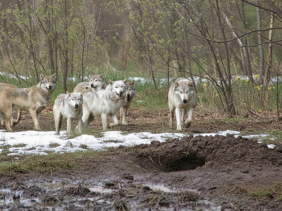 Фотография: harlequeen, CC BY 2.0 