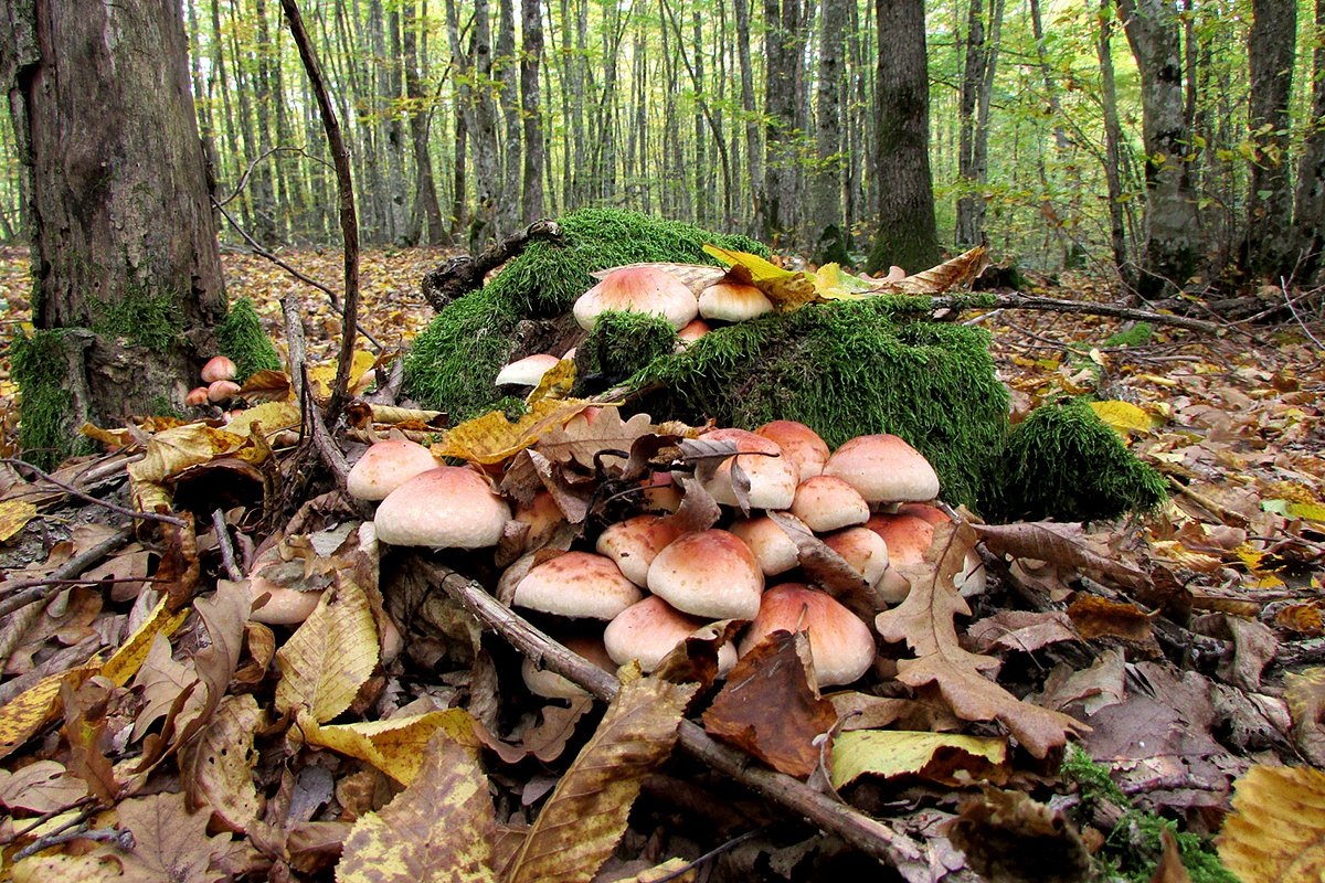 Фотография из интернета