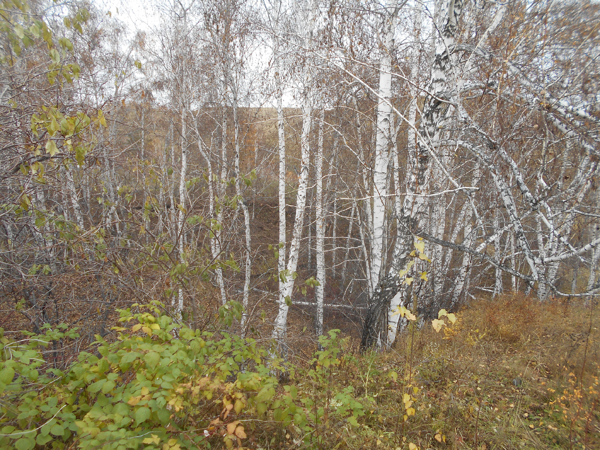 Берёзы выбрали пониженное место для своего обитания – лог