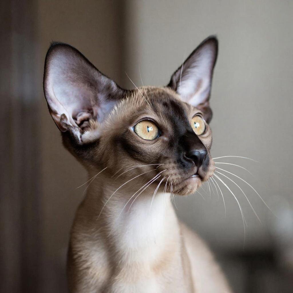     Когда для нас тишина, для них – целая симфония невидимых звуков. 🤫