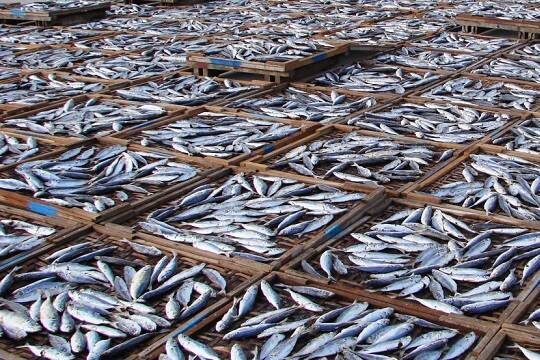    Ритейлер снял с продажи рыбу марки «Сухогруз» после обнаружения в ней ртути