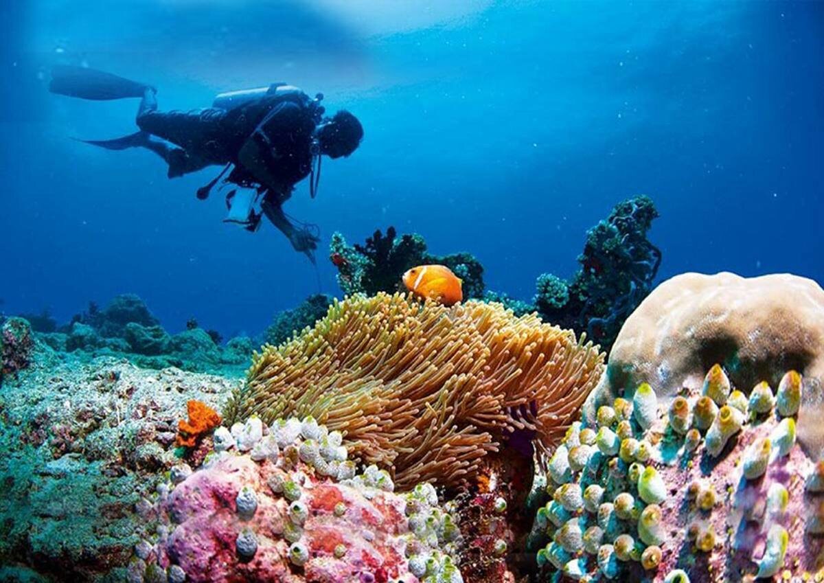 дайвинг на мальдивах с Travel Regatta