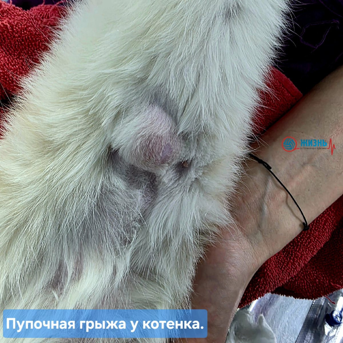 Пупочная грыжа у котенка.