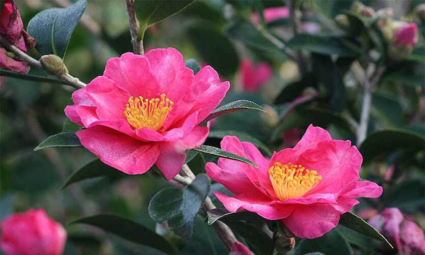 КАМЕЛИЯ САСАНКВА (Camellia sasanqua)