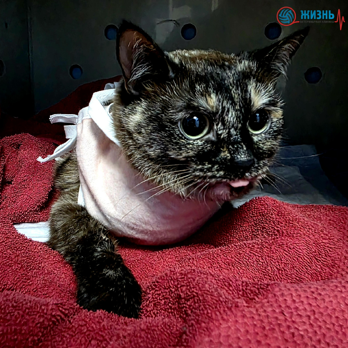 Кошка Ася на плановой стерилизации в ветеринарной клинике в Калуге Жизнь.