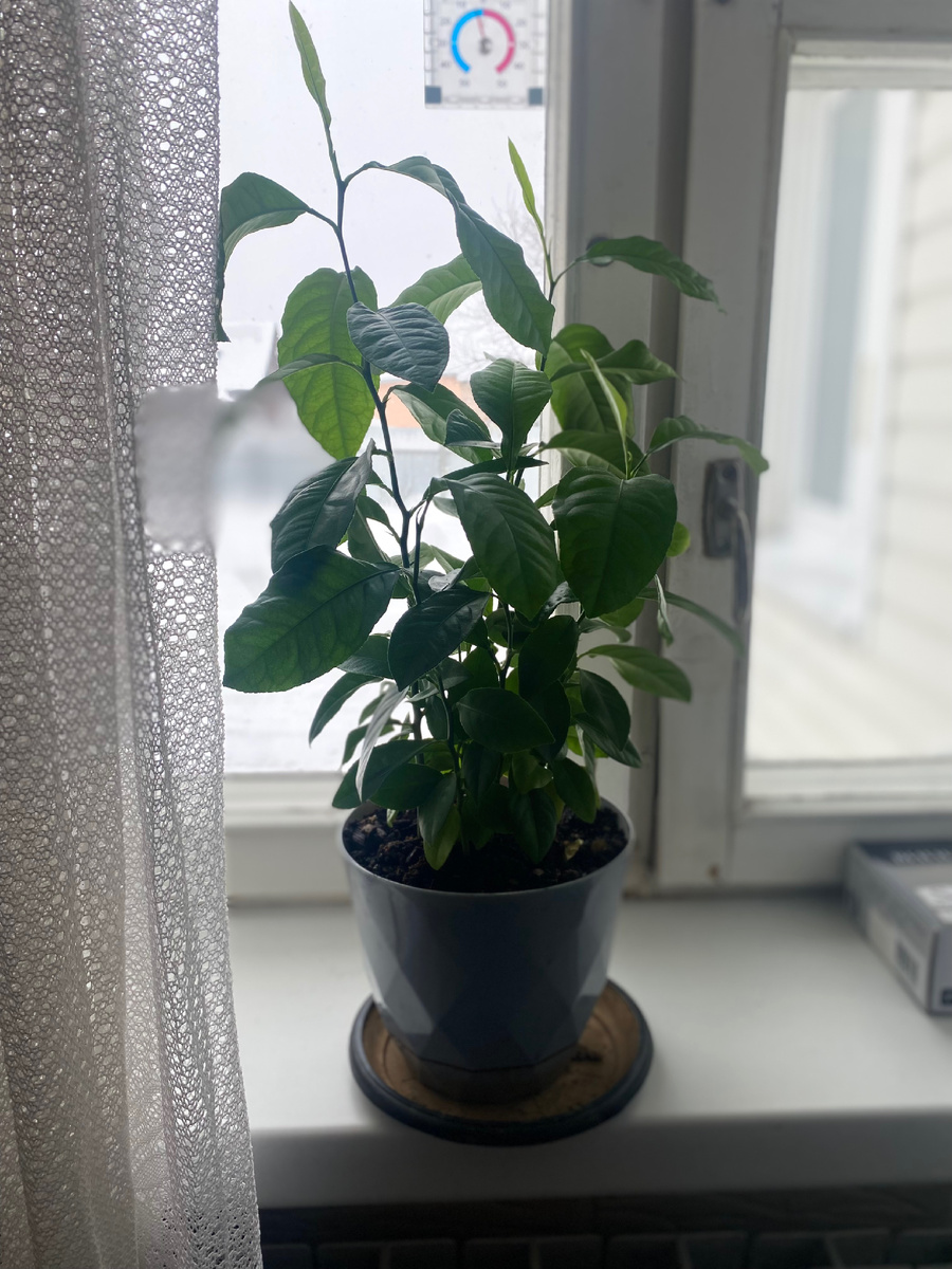 Лимончикам 1 год