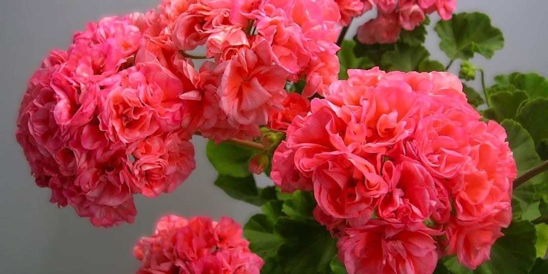 Пеларгония (Герань) из семян: как вырастить королеву подоконника и балкона с февраля