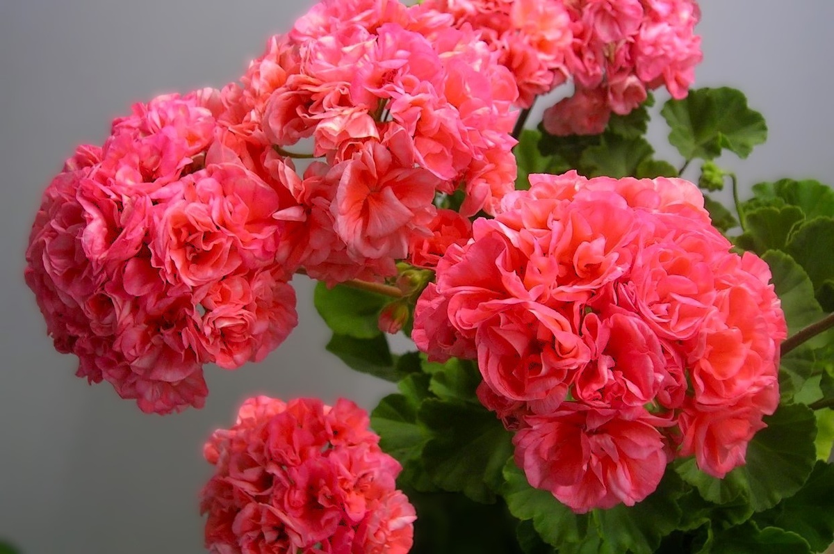 Пеларгония (Герань) Mormor