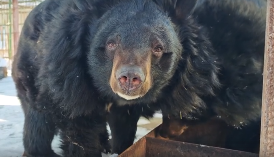    Медведи в барнаульском зоопарке. Источник: Барнаульский зоопарк "Лесная сказка"