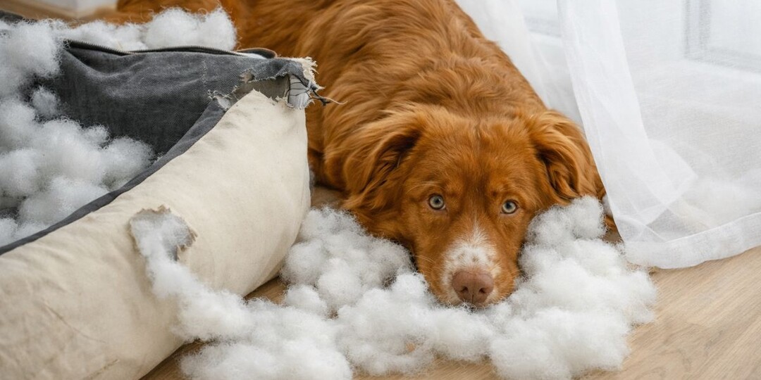 Почему собака грызёт свою лежанку: вы думаете — хулиганит, а она кричит о помощи