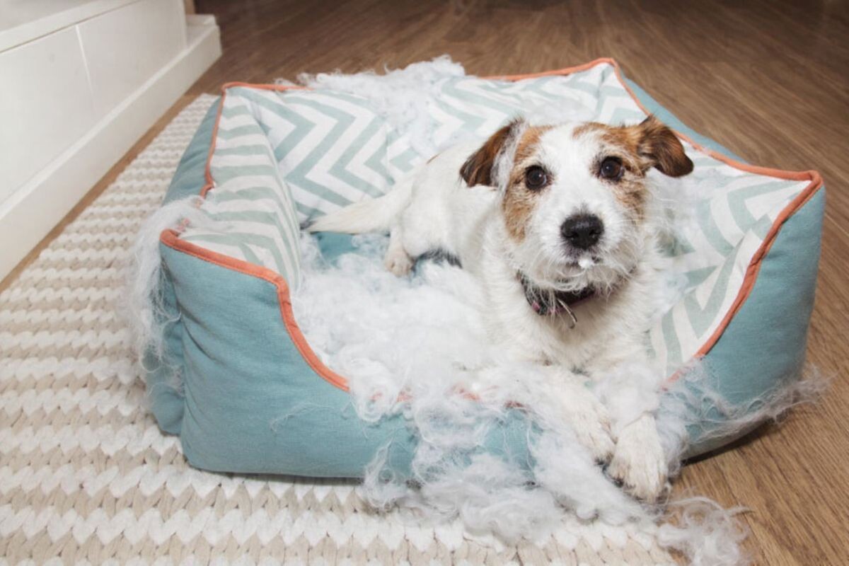 Пёс грызёт лежанку