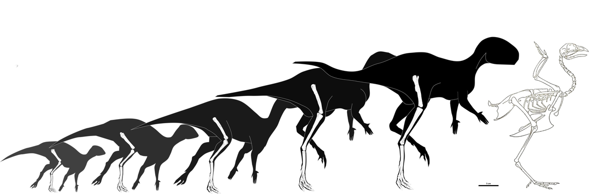 Сравнение онтогенетического ряда фоскеи и современной курицы
