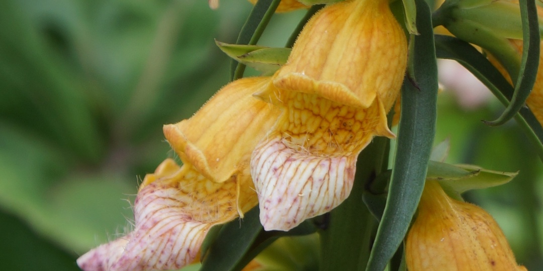 Многолетняя Наперстянка гладкая: когда хочется «не как у всех»