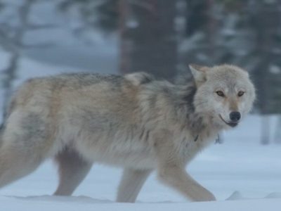    Фото: ГТРК Карелия