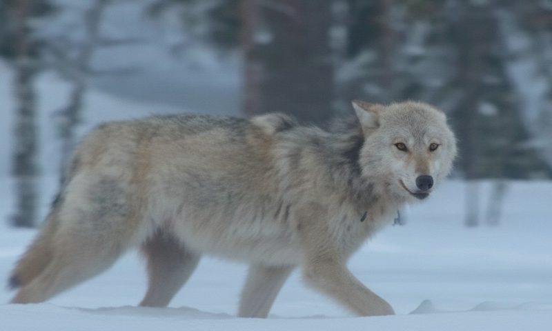    Фото: ГТРК Карелия