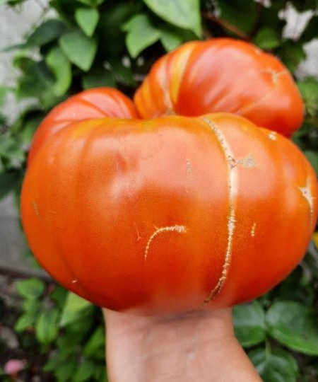 Томат Ивунтянский великан: крупноплодный сорт с насыщенным вкусом для теплиц