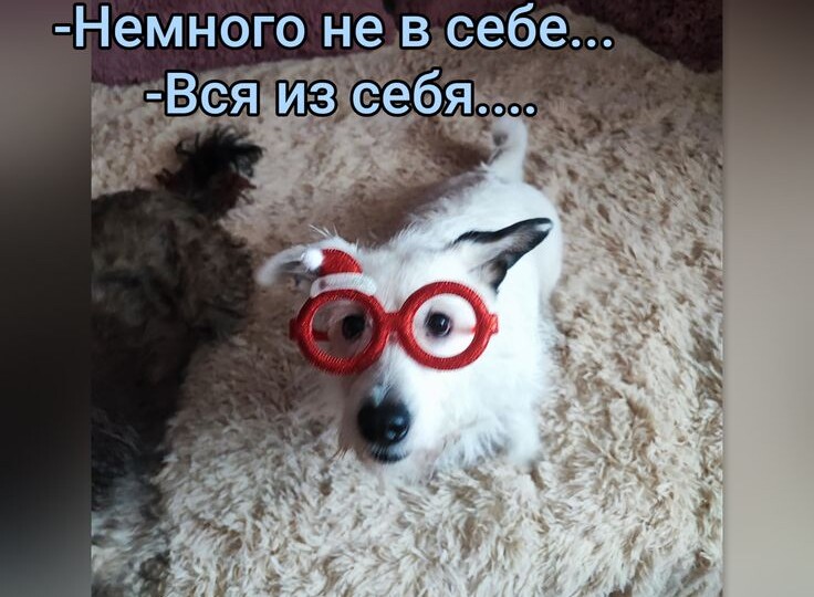 Мемы с кошками и собаками, порция позитива