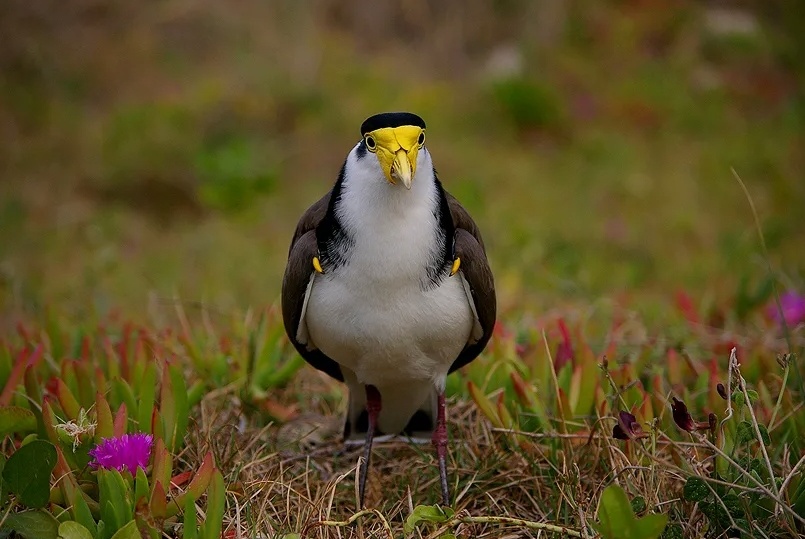Солдатский чибис. Птица из Австралии. У неё на крыльях буквально пара заточек для самообороны и защиты птенцов.