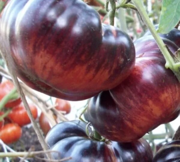 Томат Прекрасный пышный: как получить обильный урожай вкусных плодов