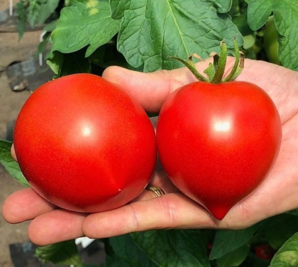 Томат СССР-500 F1: мощный гибрид с крупными плодами для открытого грунта